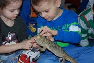 Goście z zoo - Agama Brodata i kaczuszka