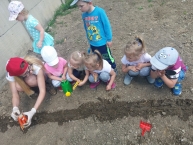 Biedronki w przedszkolnym ogródku