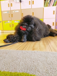 Dogoterapia u Zajączków