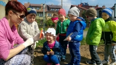 Biedronki pracują w ogródku